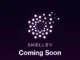 shelley coming soon
