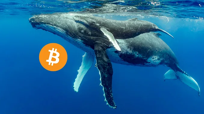 Bitcoin Whale