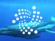 IOTA Whales