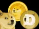 Doge Shib