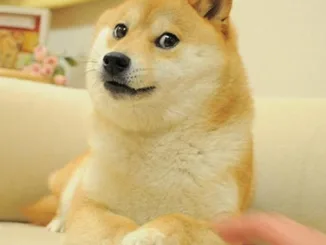 Dogecoin