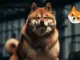 Shiba Inu Layer 2