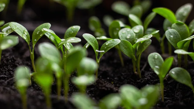 seedlings-7110591_1280 (1)