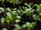 seedlings-7110591_1280 (1)