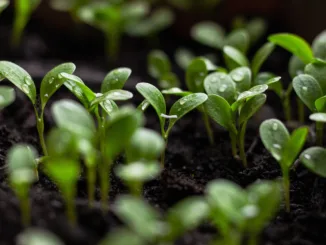 impact investing