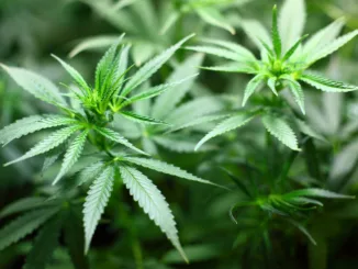 Cannabis Aktien