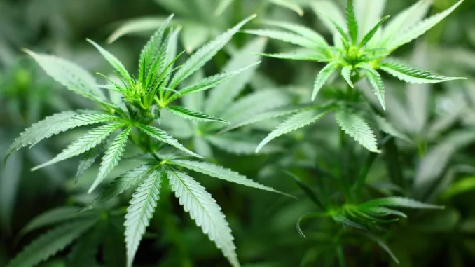 Cannabis Aktien