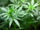 Cannabis Aktien